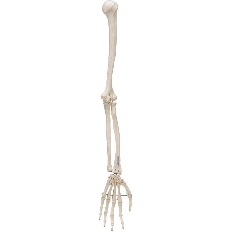 14 in. Skeleton Arm - Halloween decor at Party Pig Austin