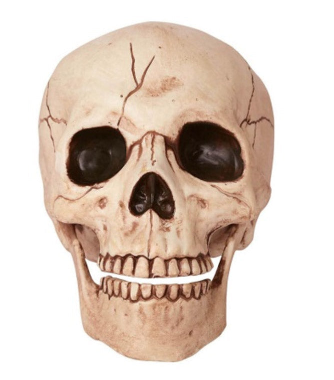 6 in. Skull with Movable Jaw - Halloween decor at Party Pig Austin